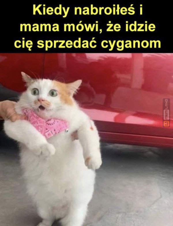 Śmieszny mem: 3584774 - MemLand
