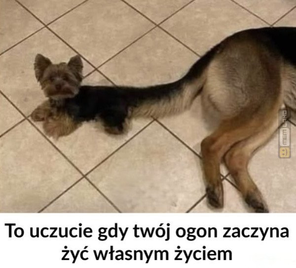 Śmieszny mem: 3595992 - MemLand