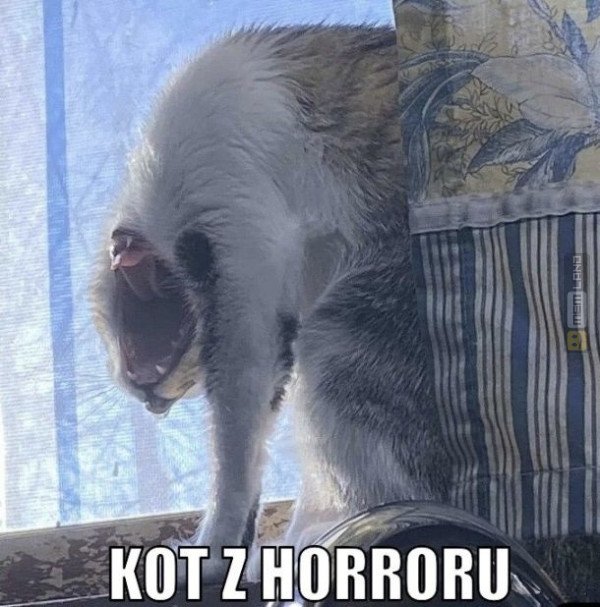 Śmieszny mem: 3674732 - MemLand