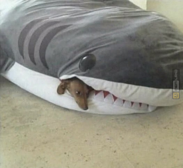 Śmieszny mem: 3726701 - MemLand