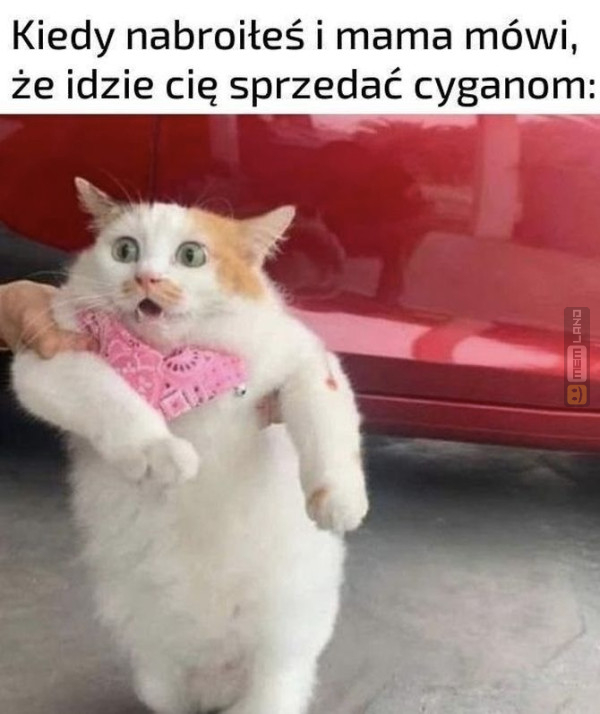 Śmieszny mem: 3750517 - MemLand