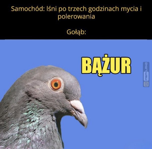 Śmieszny mem: 3819793 - MemLand