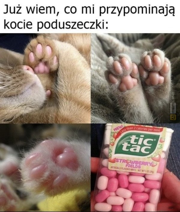 Śmieszny mem: 3843249 - MemLand