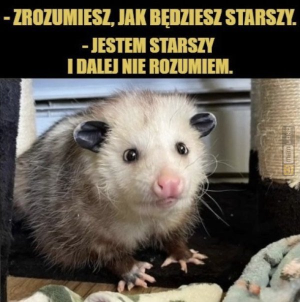 Śmieszny mem: 3888388 - MemLand