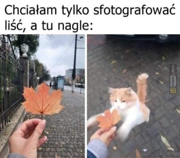 Śmieszny mem: 3928856 - MemLand