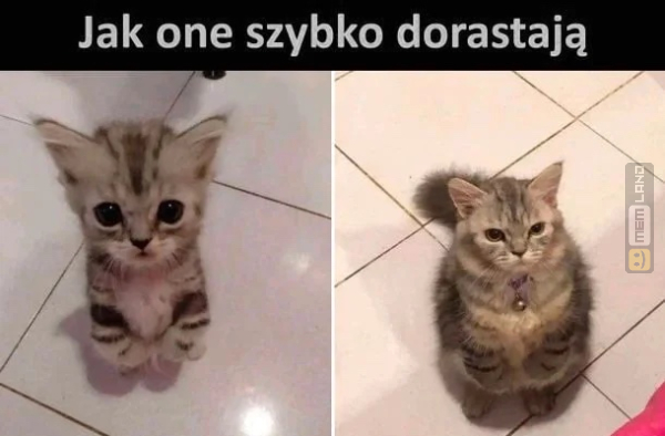 Śmieszny mem: 3961170 - MemLand