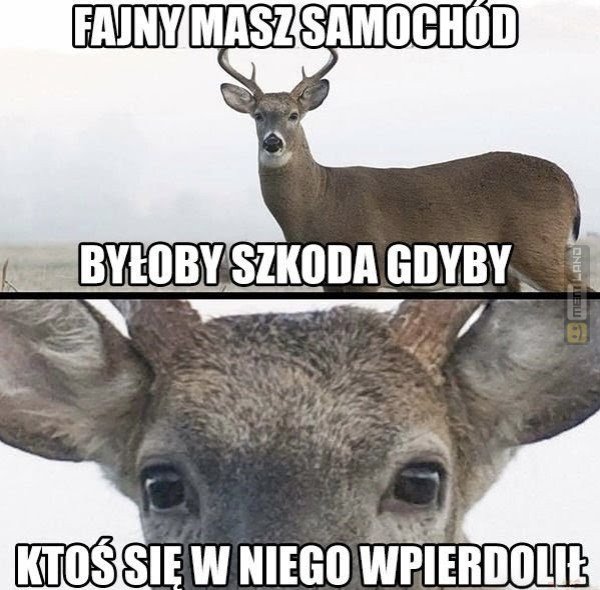 Śmieszny mem: 3963486 - MemLand