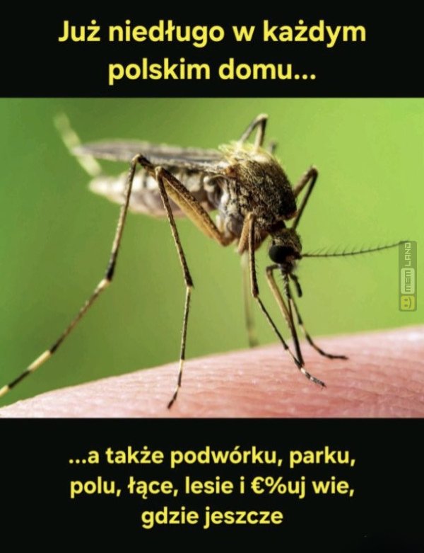 Śmieszny mem: 3968797 - MemLand