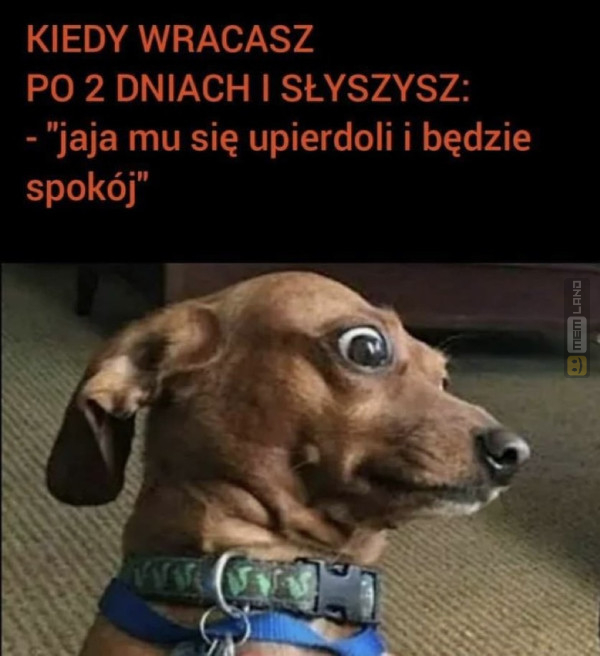 Śmieszny mem: 4037506 - MemLand