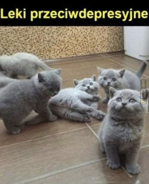 Śmieszny mem: 4049342 - MemLand