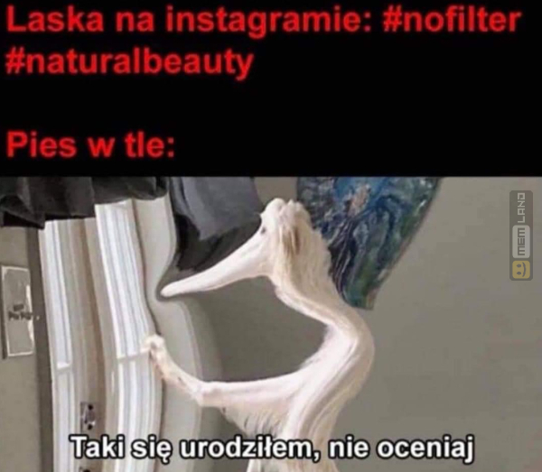 Śmieszny mem: 4065918 - MemLand