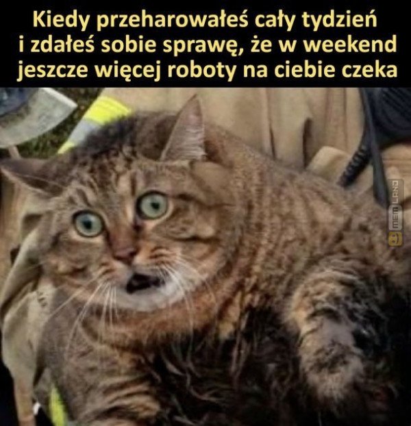 Śmieszny mem: 4089793 - MemLand