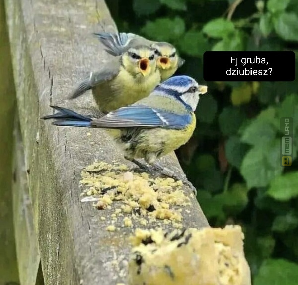 Śmieszny mem: 4092866 - MemLand