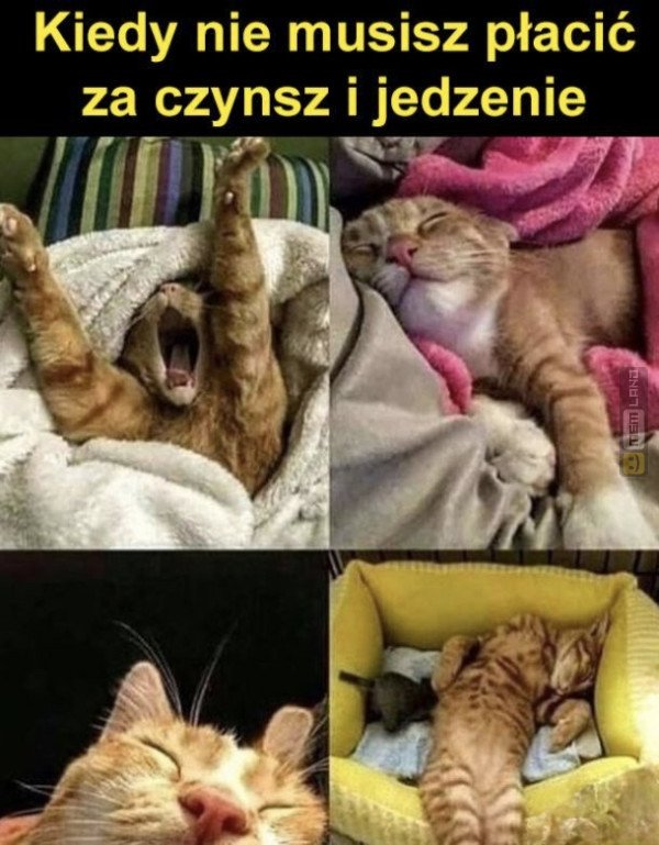 Śmieszny mem: 4139803 - MemLand