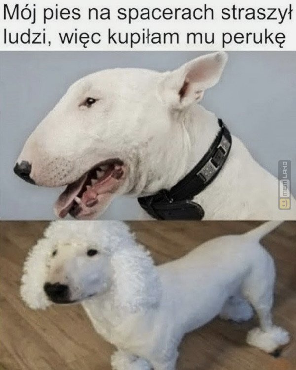 Śmieszny mem: 4199431 - MemLand