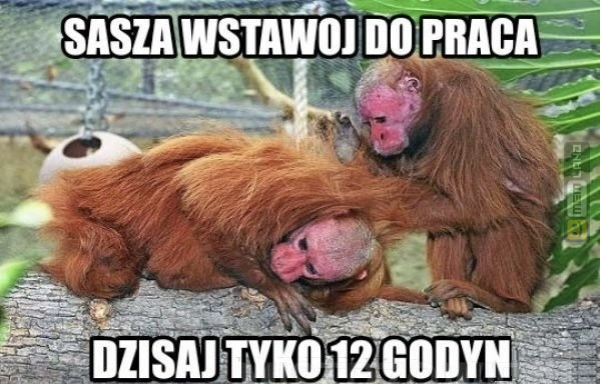 Śmieszny mem: 4200698 - MemLand