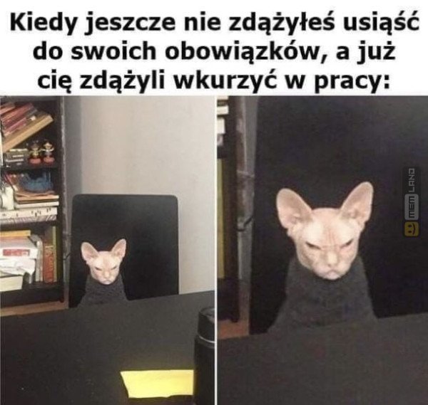 Śmieszny mem: 4204621 - MemLand