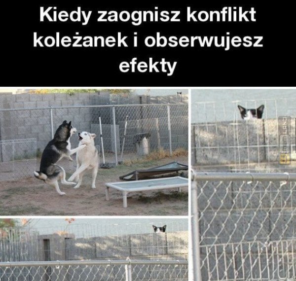 Śmieszny mem: 4255767 - MemLand