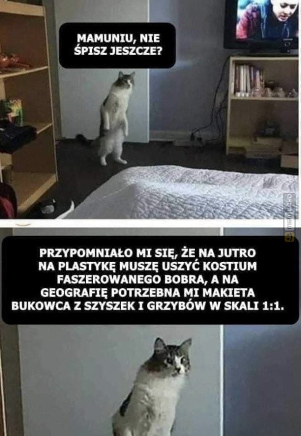 Śmieszny mem: 4258345 - MemLand