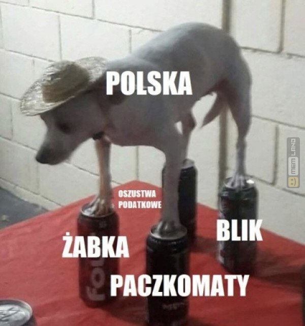 Śmieszny mem: 4282886 - MemLand
