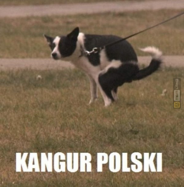 Śmieszny mem: 4289133 - MemLand