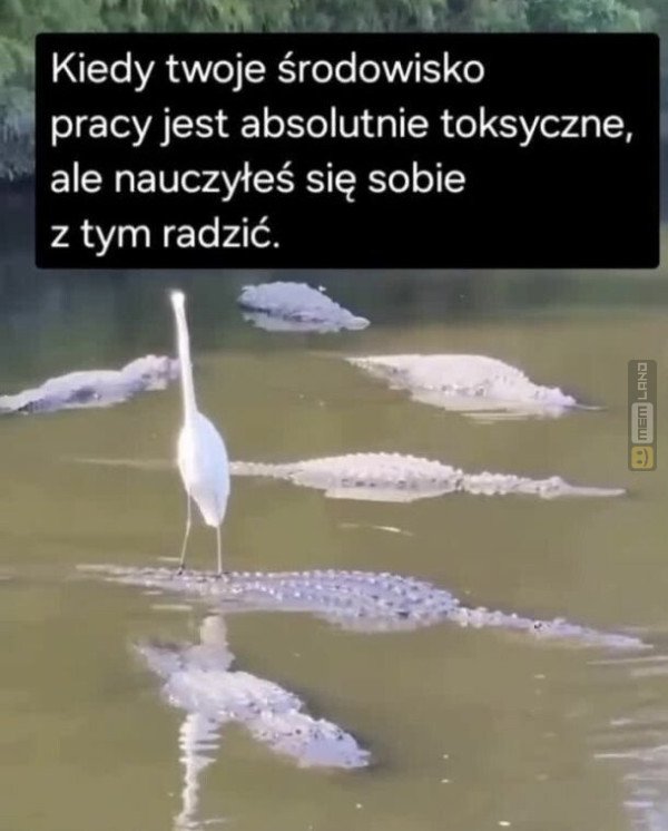 Śmieszny mem: 4289494 - MemLand