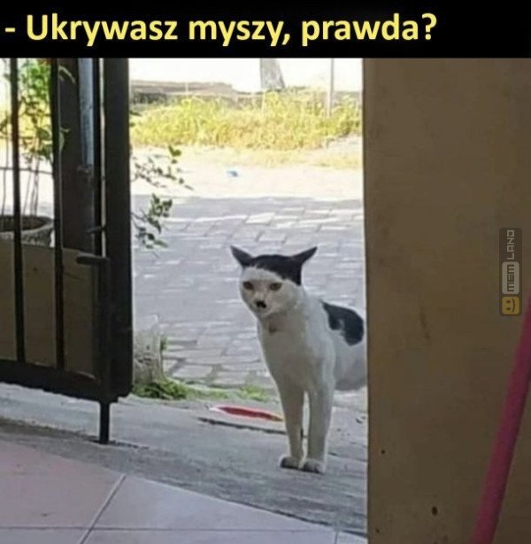 Śmieszny mem: 4336010 - MemLand