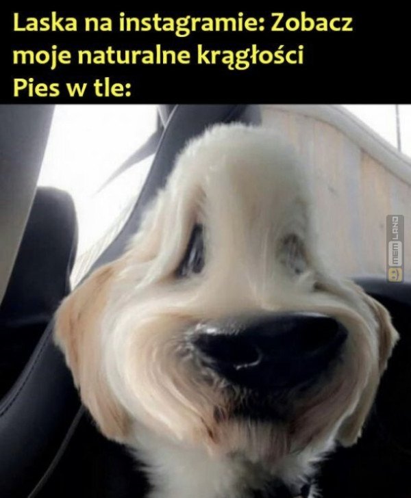 Śmieszny mem: 4344014 - MemLand