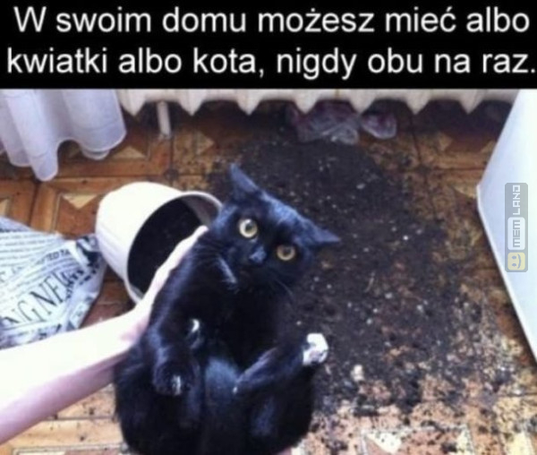 Śmieszny mem: 4353132 - MemLand