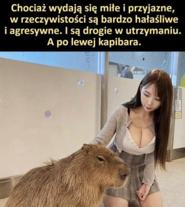 Śmieszny mem: 4379547 - MemLand