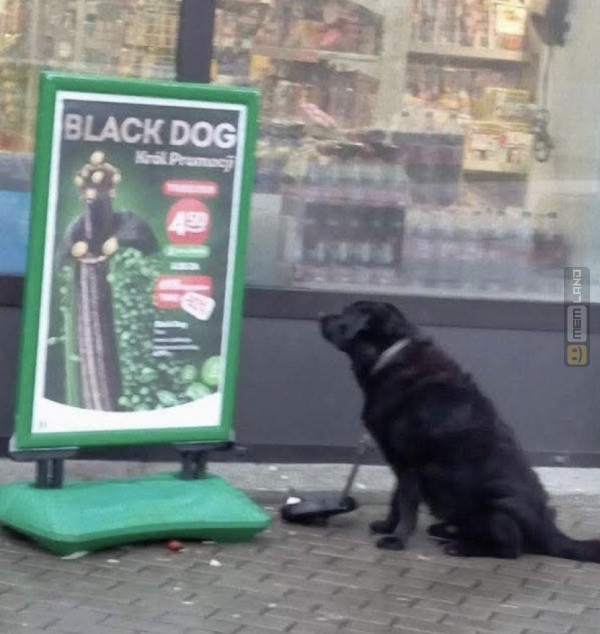 Śmieszny mem: 4432513 - MemLand