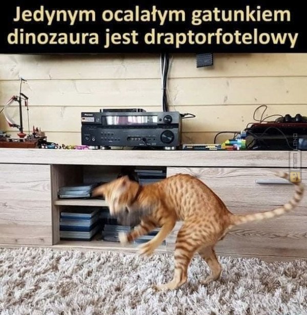 Śmieszny mem: 4476831 - MemLand