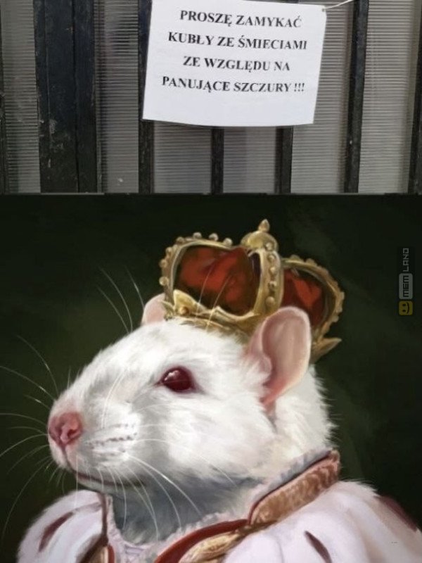 Śmieszny mem: 4487572 - MemLand