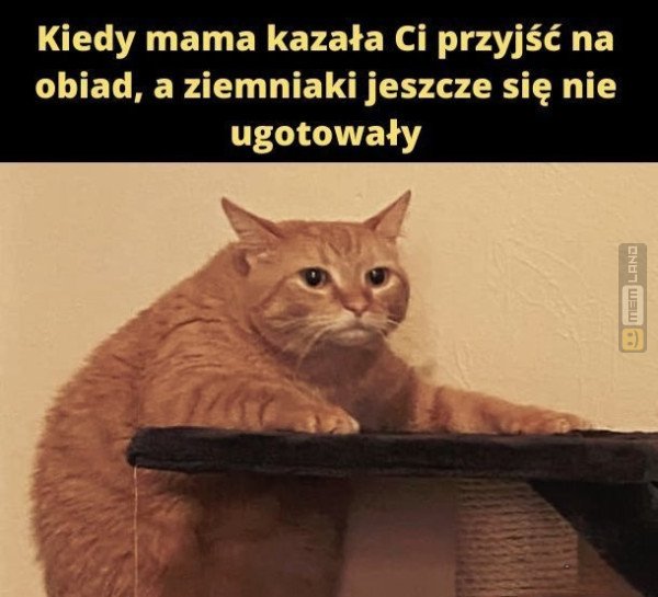 Śmieszny mem: 4519036 - MemLand