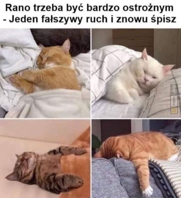 Śmieszny mem: 4519497 - MemLand