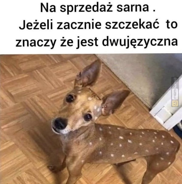 Śmieszny mem: 4565449 - MemLand