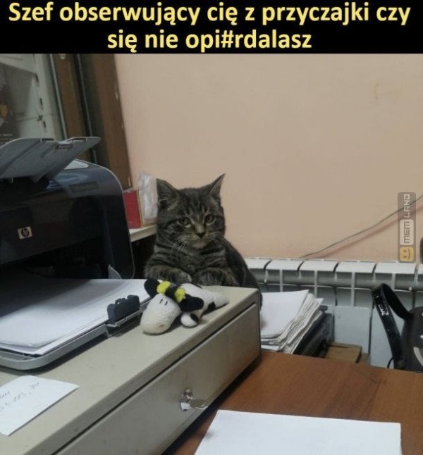 Śmieszny mem: 4575425 - MemLand