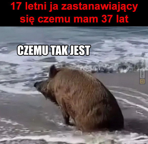 Śmieszny mem: 4600339 - MemLand