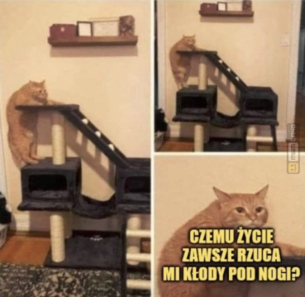 Śmieszny mem: 4678230 - MemLand