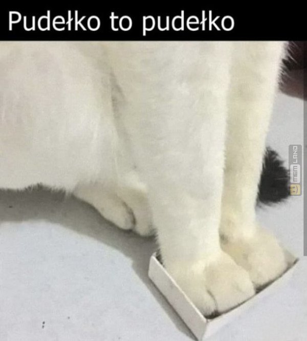 Śmieszny mem: 4684473 - MemLand