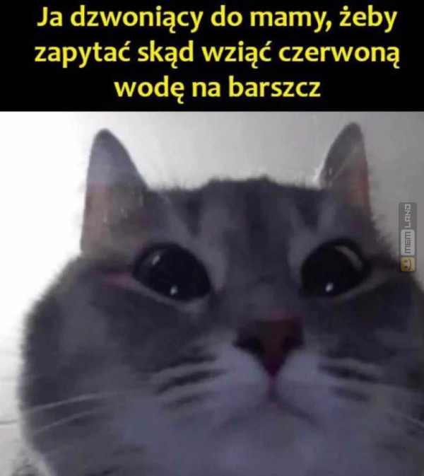 Śmieszny mem: 4699825 - MemLand