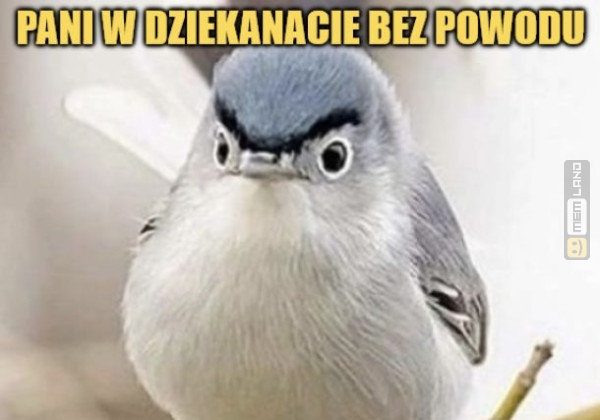 Śmieszny mem: 4717731 - MemLand