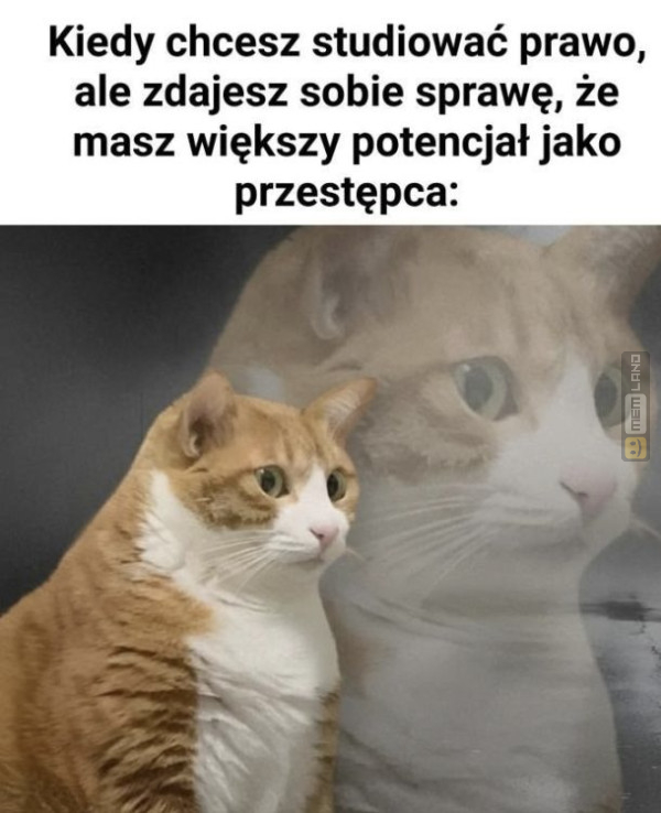 Śmieszny mem: 4722833 - MemLand