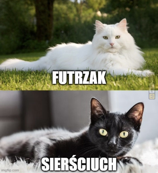 Śmieszny mem: 4742268 - MemLand