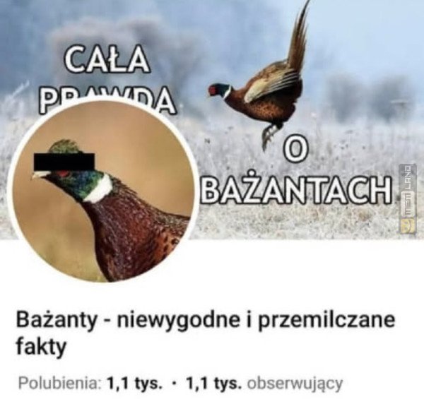 Śmieszny mem: 4769232 - MemLand
