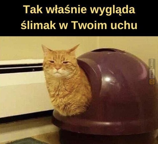 Śmieszny mem: 4770112 - MemLand