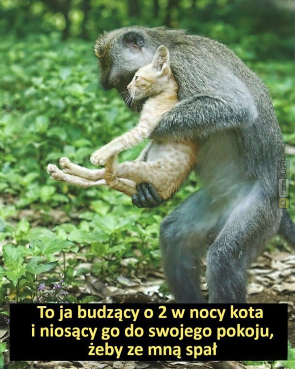 Śmieszny mem: 4776727 - MemLand