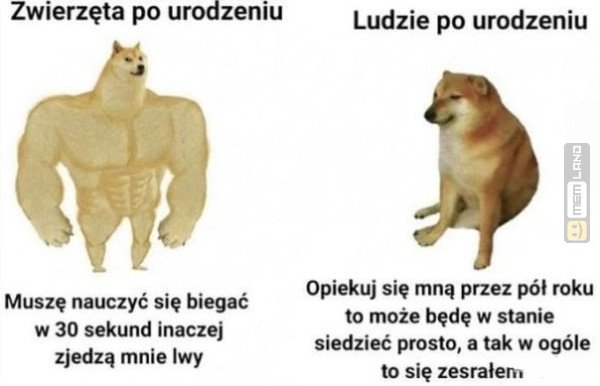 Śmieszny mem: 4865243 - MemLand