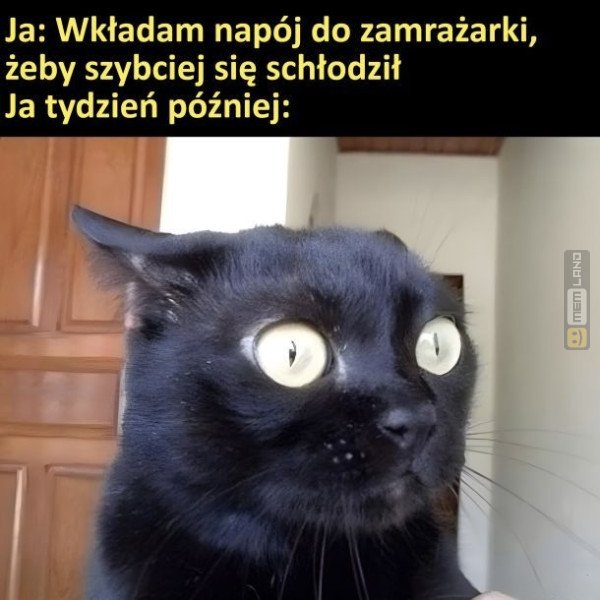 Śmieszny mem: 4865401 - MemLand