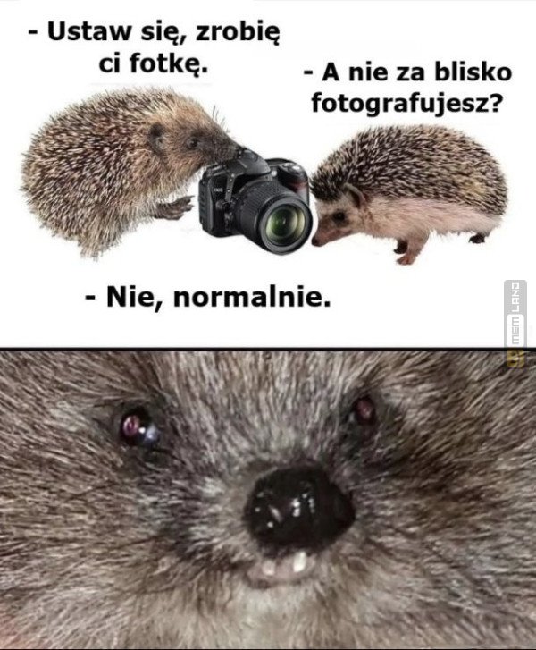 Śmieszny mem: 4875413 - MemLand
